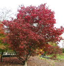 whole tree in fall shows leaves turn a vibrant red