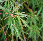 leaves are dissected to mid-vein and greet throughout the summer