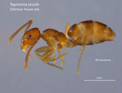 odorous house ant, under a microscope, with 1 mm scale to measure its abdomen
