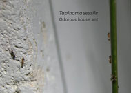odorous house ant