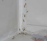 odorous house ant carrying bait back to their nest
