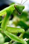 Photo from Scott Robinson (Visitors of the Prayerful Sort) via Wikimedia Commons: Close-up of head and forelegs of an adult praying mantis
