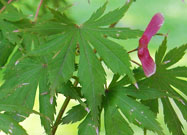 japanese maples produce samaras (fruit) with wings on them in order to disperse easily