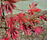 leaves hold their bright red color throughout fall