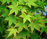 leaves emerge in april and display a pleasing yellow-green color with red edging