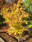 sango kaku tree in fall with yellow-orange leaves