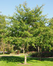 black gum tree usually has a straight trunk with branches extending outward at right angles