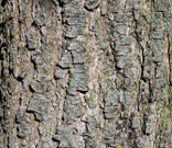 black gum bark is dark gray and becomes deeply ridged as it matures