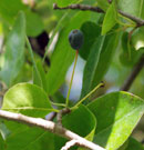 black gum fruit is a black-blue color, about one half inch long with a think oily, and bitter-to-sour tasting flesh