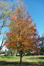 cleveland select pear tree turning colors in fall, and displaying evenly branched limbs that take on a pyramidal form