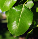 leaves are shiny and leathery with small round-toothed edges