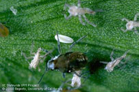 Photo by Jack Kelly Clark, used with permission from the UC Statewide IPM Program: Syrphid fly egg