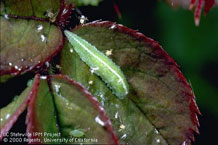 Photo by Jack Kelly Clark, used with permission from the UC Statewide IPM Program: Syrphid fly larva feeding on aphids