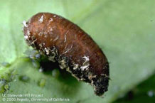 Photo by Jack Kelly Clark, used with permission from the UC Statewide IPM Program: Syrphid fly pupa