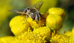 adult syrphid fly