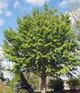 ginkgo tree when green