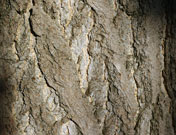 bark is brownish-gray in color, deeply ridged with a corky texture