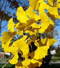 in the fall, leaves turn a bright yellow, then fall within 1 to 15 days