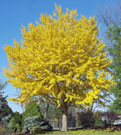 ginkgo tree that has turned yellow in fall