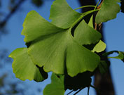 Close-up of a green leaf. Leaves are 3 to 4 inches wide with a leathery, waxed layer on both sides.