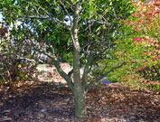 trunks of the southern magnolia are usually multi-trunked, which makes it take on a spreading shape