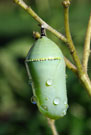 monarch butterfly chrysallis hanging from a branch