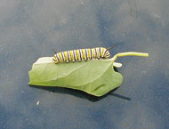 monarch caterpillars have a distinctive coloring