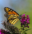 monarch butterfly feeding on nectar