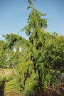 an irregularly shaped tree with a form that will vary depending on its early training