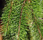 stiff dark green needles are about an inch long and are closely set on hanging branches
