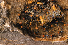 assassin bug eggs of the wheel bug with mymphs that have already hatched
