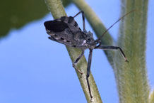 adult assassin bug on a branch