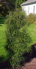 fernleaf buckthorn plant when green