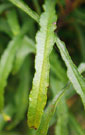 Close-up of fine, delicate leaves