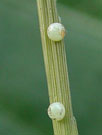 Photo from Dale Clark: fiery skipper eggs on a blade of grass