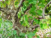filbert walking stick have twisting and spiraling branches