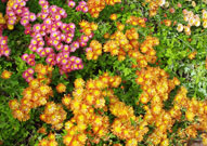 Photo shows two varieties and bloom shapes — orange and yellow multicolor and a pink blooms