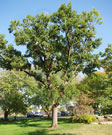 green sawtooth oak tree