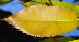 Close-up of a dull-brown leaf in fall. Leaves usually do not fall off the tree in winter