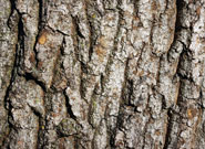 Close-up of dark gray and deeply ridged bark