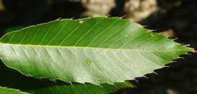 Close-up of agreen leaf.