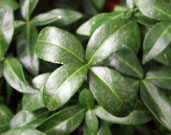 Close-up of vinca minor leaves, which are long and narrowly elliptical in shape
