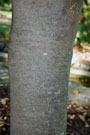 american yellowwood in known for its smooth, gray bark
