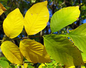 american yellowwood leaf branch turning to autumn yellow