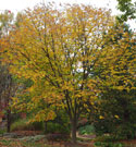 american yellowwoods displaying fall color, usually very showy with soft mixes of yellow and gold
