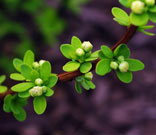 floral buds surrounded by small yellow-green oval leaves