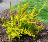 Japanese barberry plant