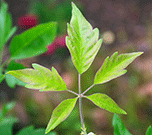 Compound leaf of chastetree