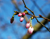 close-up of cherry kanzan flower buds
