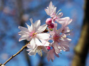 close-up of cherry kanzan flowers to show its many petals